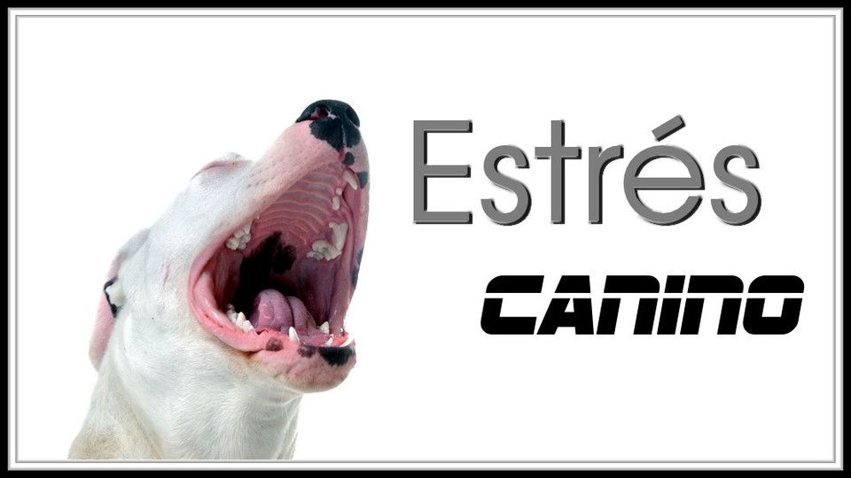 CEC_udemy2