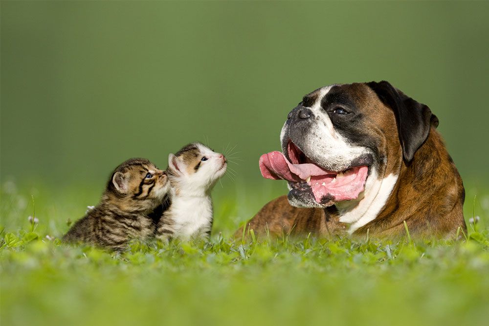 Curso Online Flores de Bach para Animales