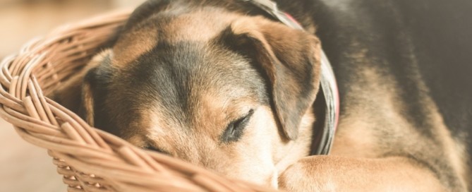 tres articulos sobre acupuntura en animales