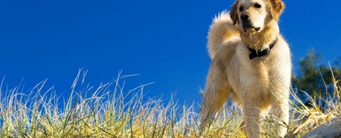 flores de bach para animales