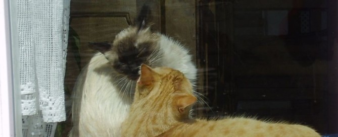 masaje emocional para animales