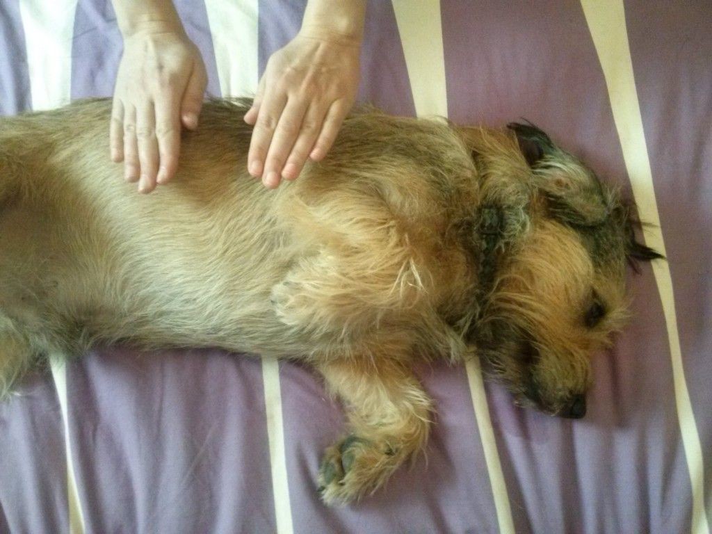 reiki-para-perros-y-gatos reiki para perros y gatos