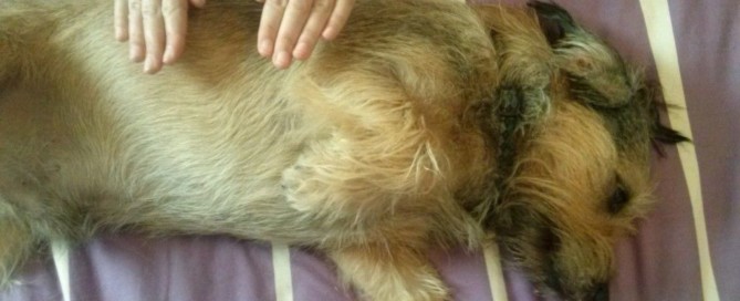 reiki para perros y gatos