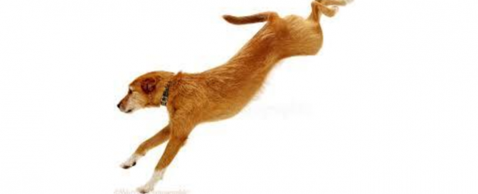 osteopatía para animales