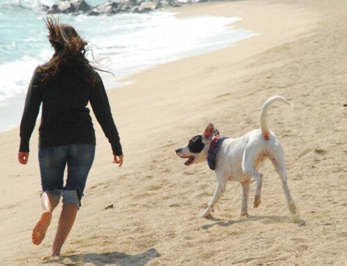 Mi perro tira de la correa. O mi perro se abalanza a otros perros. O tiene miedos y se muestra reactivo.