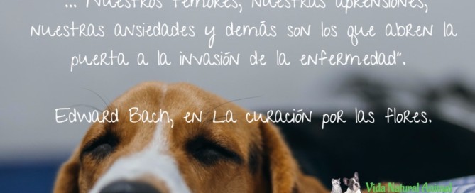 beneficios de las flores de bach para perros y gatos