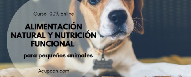 perro beagle tumbado mirada