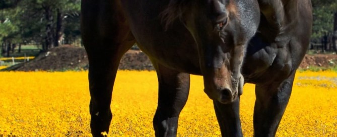 Caballos y flores de bach