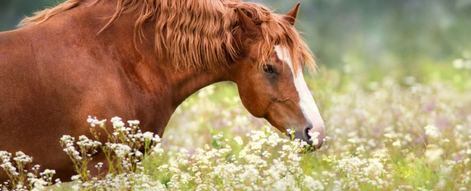caballos y flores de bach equilibrar emociones