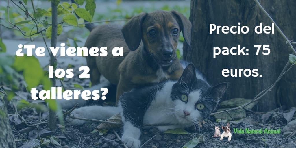 flores de bach y humanos perros gatos