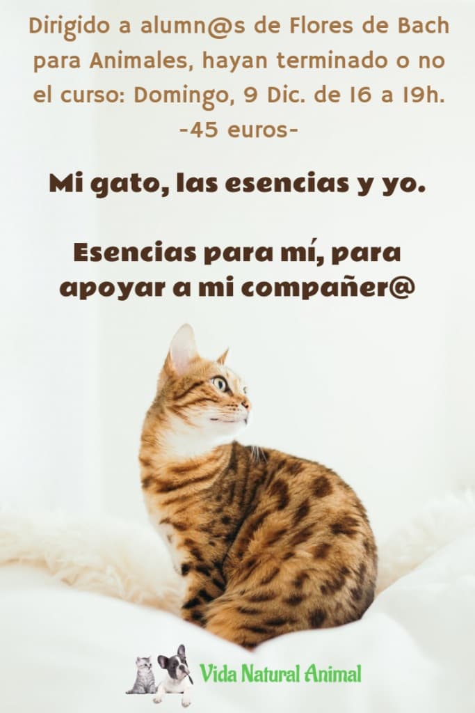 mi gato las esencias y yo