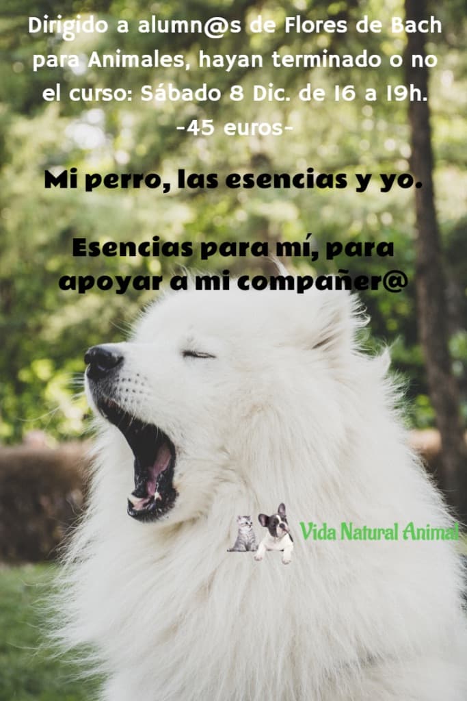 mi perro las esencias y yo