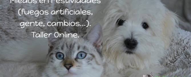 gato y perro tumbados