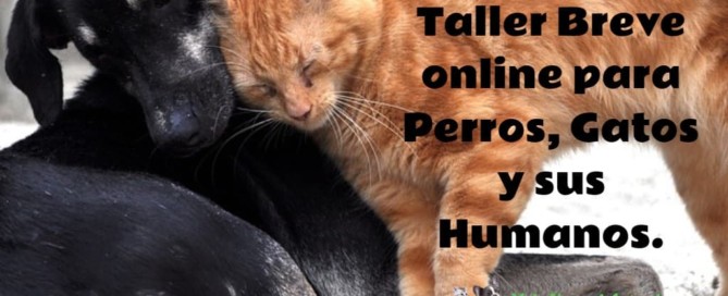 una nueva mirada en tu relación con tu perro o gato