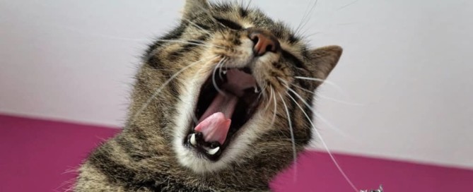 gato bostezando