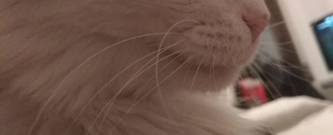 gato flores de bach otitis
