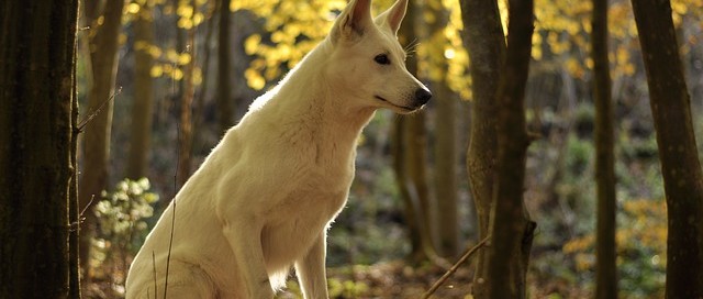 Terapias naturales que mejoran la convivencia con tu perro