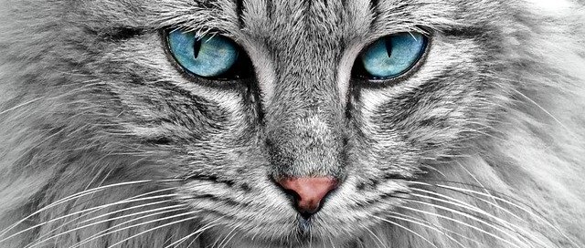 blog gatos