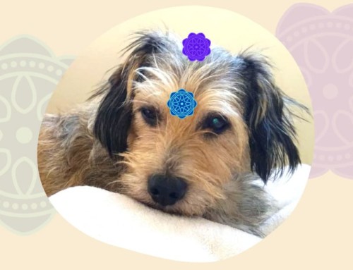 Protegido: Chakras en los animales: tu perro, tu gato (completo)
