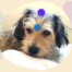 chackras animales