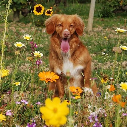 flores de bach y perros