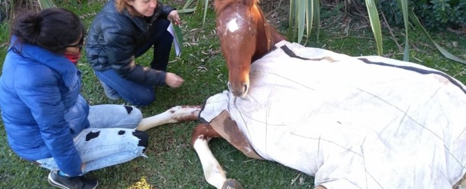 entrevista a la veterinaria homeopata para perros y gatos lucila ferrini