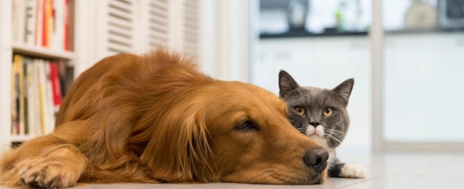 Fortaleciendo el Sistema Inmune de Perros y Gatos
