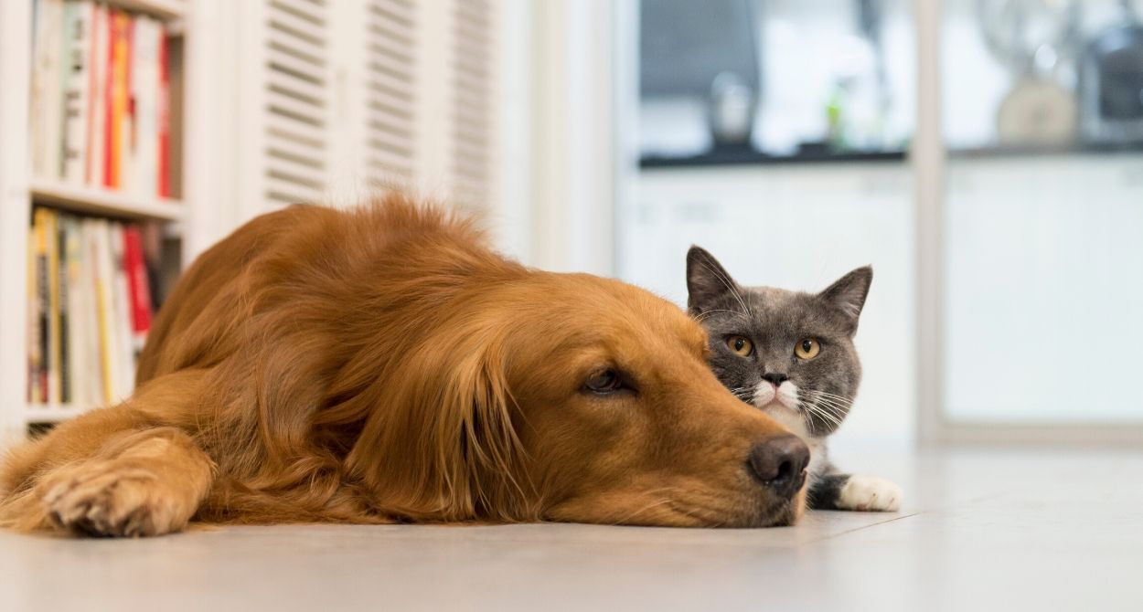 Fortaleciendo el Sistema Inmune de Perros y Gatos
