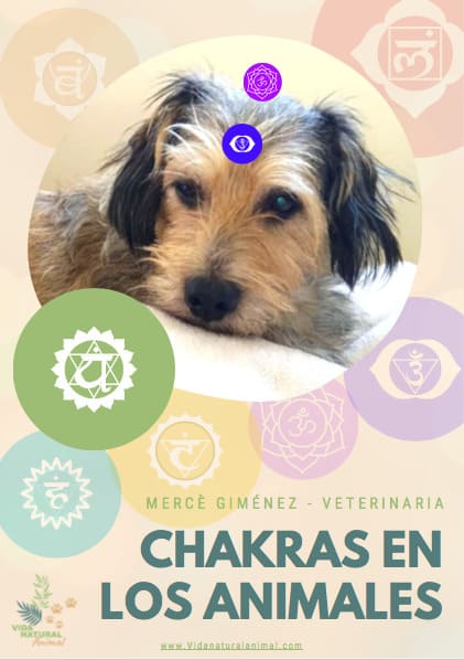 Chakras en los Animales