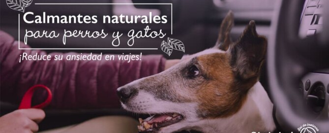 calmantes naturales
