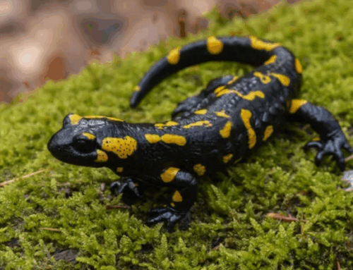 ¡La Fiesta de la Salamandra!